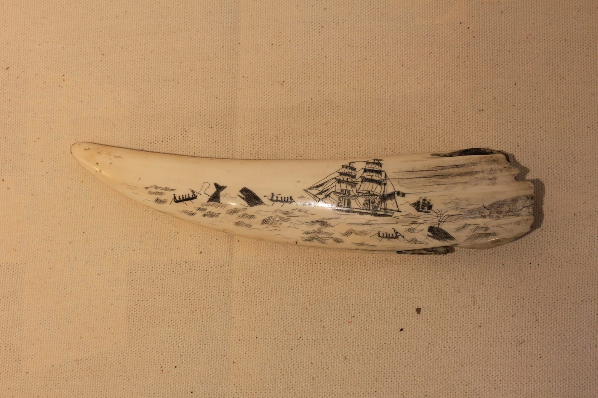 Scrimshaw français - Dent de morse